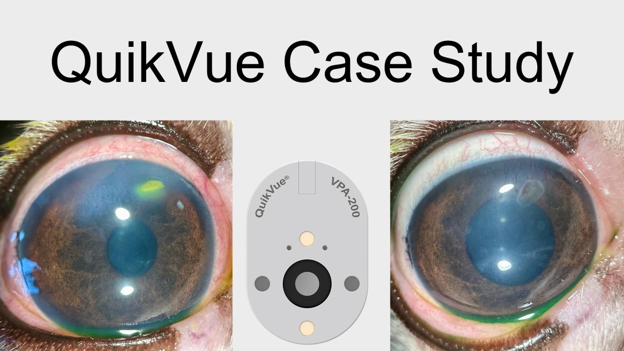 QuikVue Vet-Fallstudie