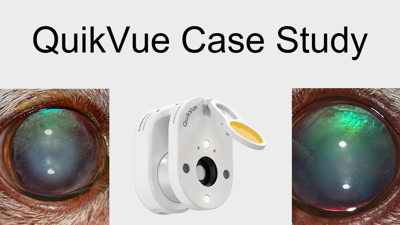 QuikVue Vet-Fallstudie – Katarakt