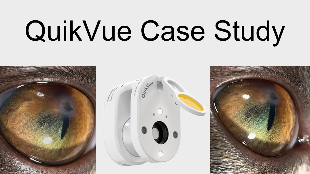 QuikVue Vet-Fallstudie – Hornhautinfektion und -perforation
