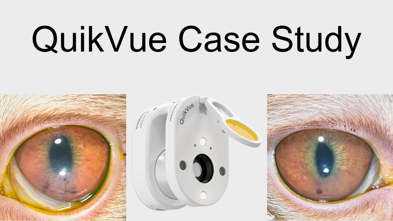 QuikVue Vet-Fallstudie – Uveitis