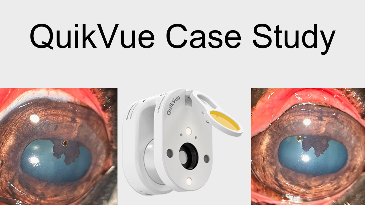 QuikVue Vet-Fallstudie – Hornhautfremdkörper bei einem Pferd