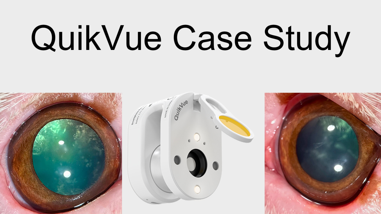 QuikVue Vet-Fallstudie – Progressive Stäbchen-Zapfen-Degeneration, PRCD