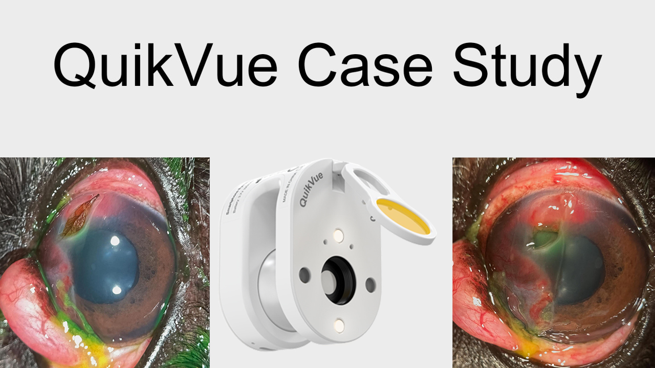 QuikVue Vet-Fallstudie – Hornhautfremdkörper bei einem Welpen