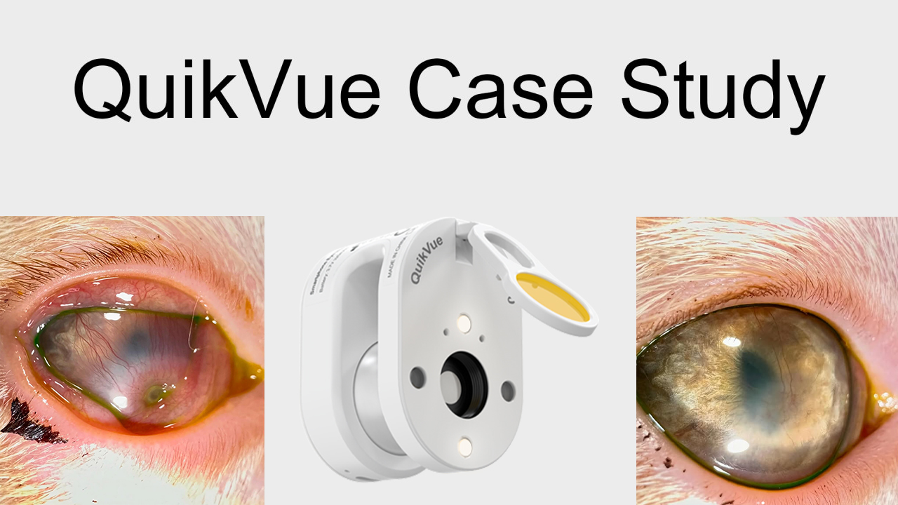 QuikVue Vet-Fallstudie – Felines Herpesvirus