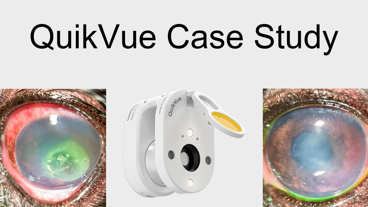 QuikVue Vet-Fallstudie – Hornhautgeschwüre und trockenes Auge