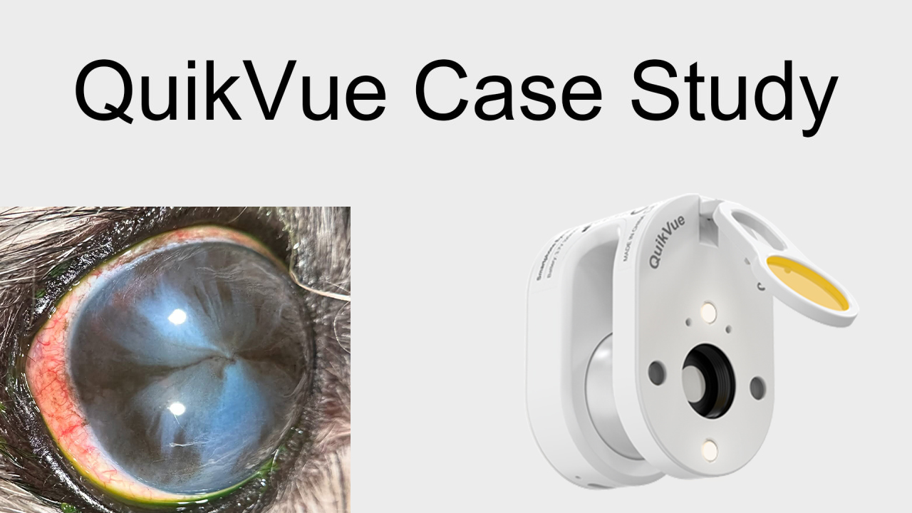 QuikVue Vet-Fallstudie – Wirbelkeratopathie mit Hornhautödem