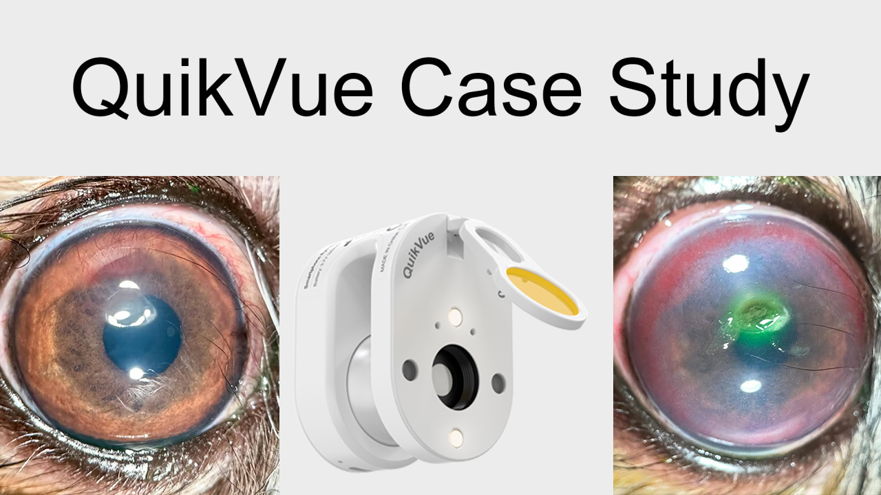 QuikVue Vet-Fallstudie – Schweres trockenes Auge