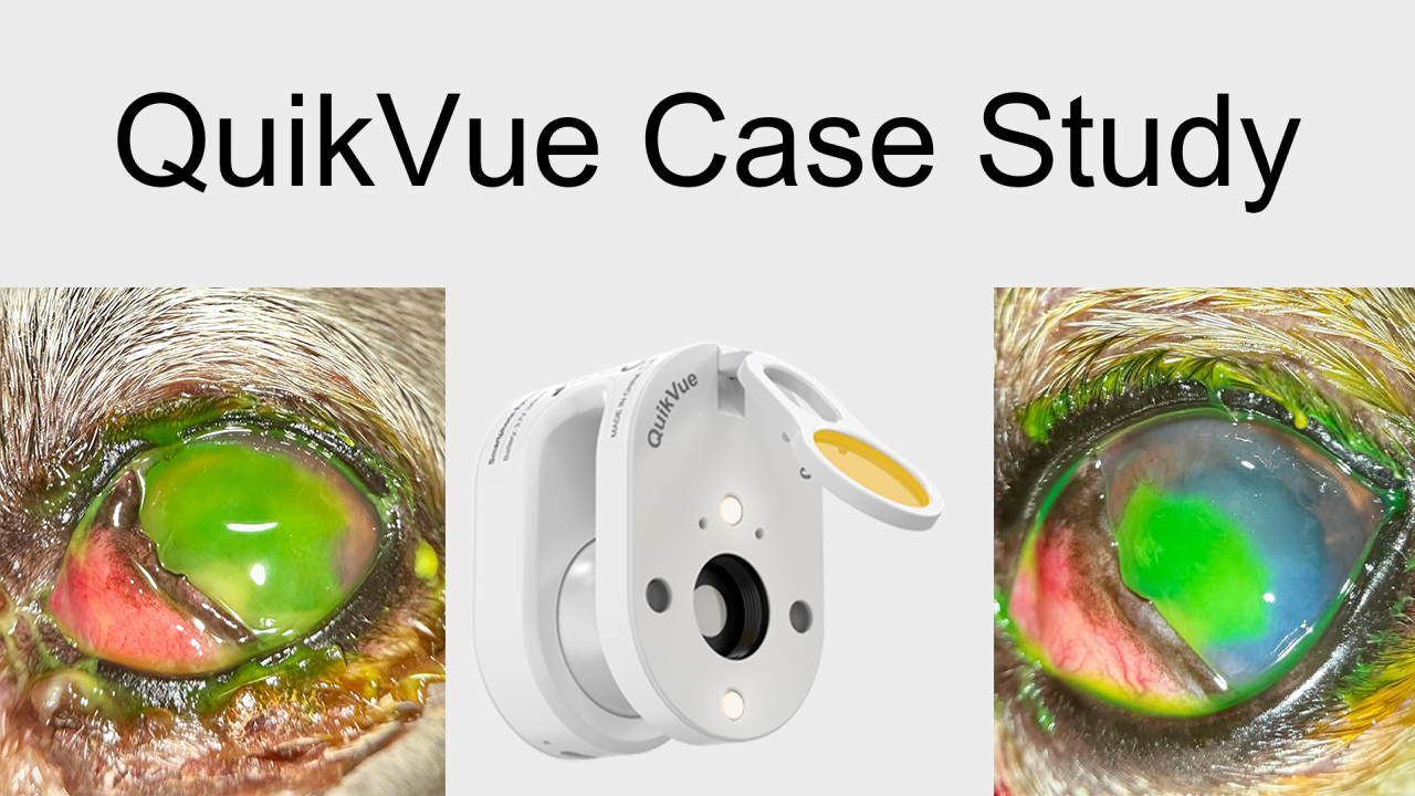Étude de cas QuikVue Vet – Récupération d'un ulcère cornéen traumatique