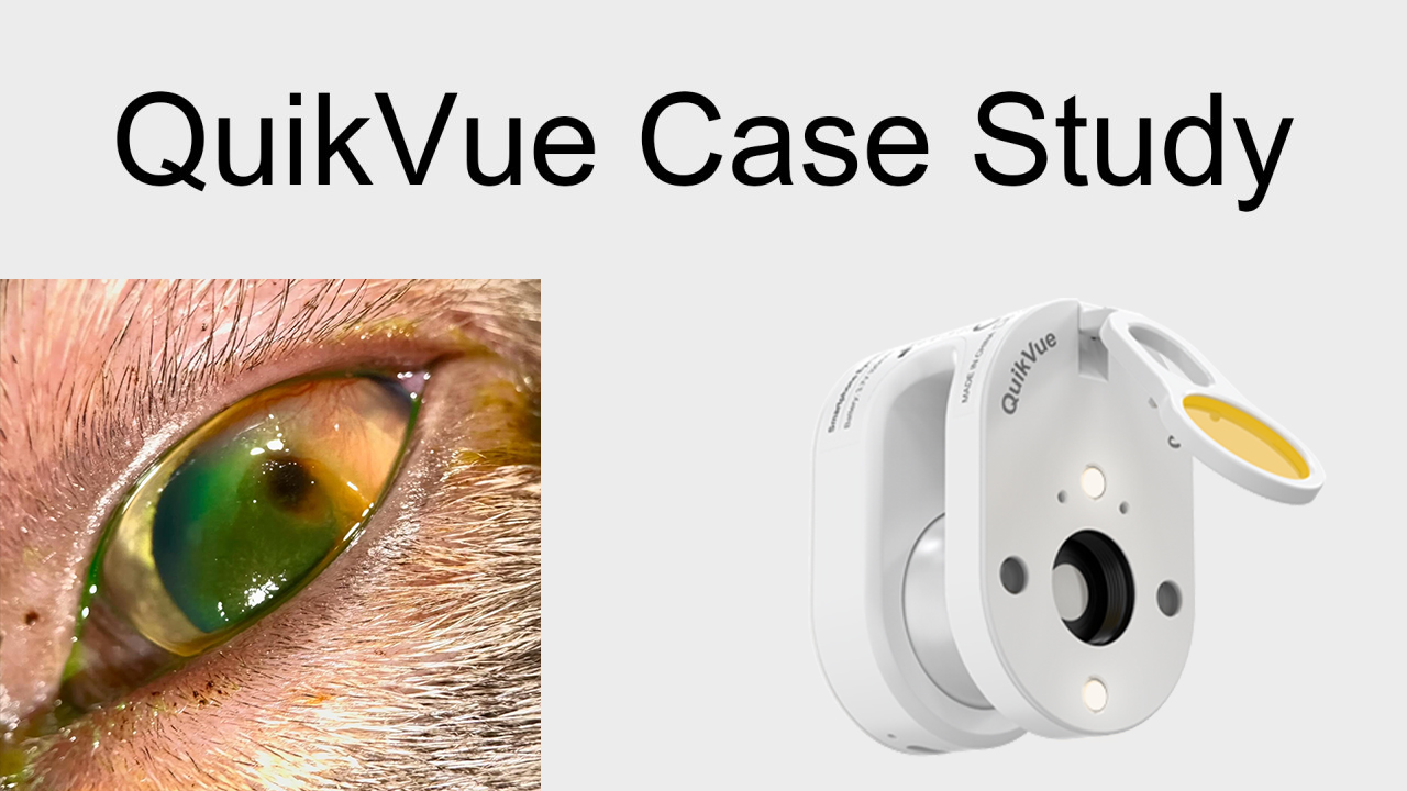 QuikVue Vet-Fallstudie – Hornhautsequester bei einer Katze