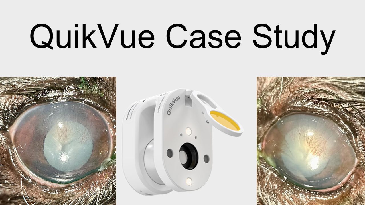 Étude de cas QuikVue Vet — Cataractes et sécheresse oculaire chez un chien diabétique