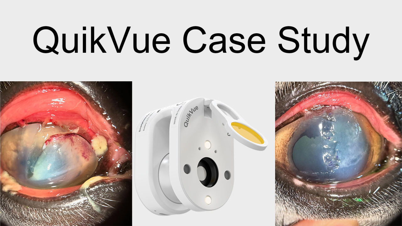 QuikVue Vet-Fallstudie – Reparatur von Hornhautrissen bei einem Pony