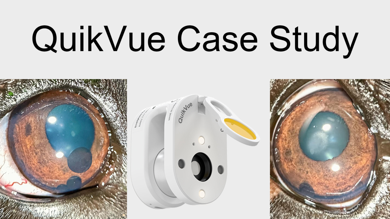 QuikVue Vet-Fallstudie – Uvealzysten bei einem Labrador
