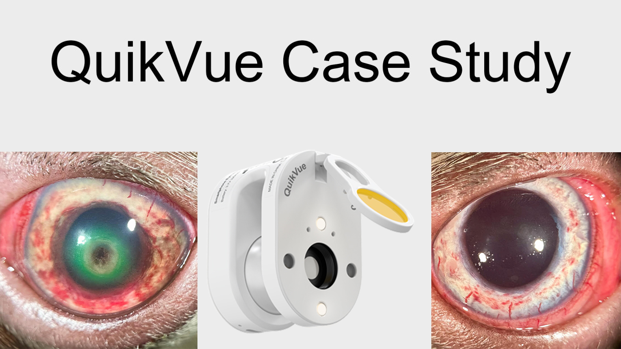 QuikVue Vet-Fallstudie – Hornhautgeschwür mit intraokularer Blutung