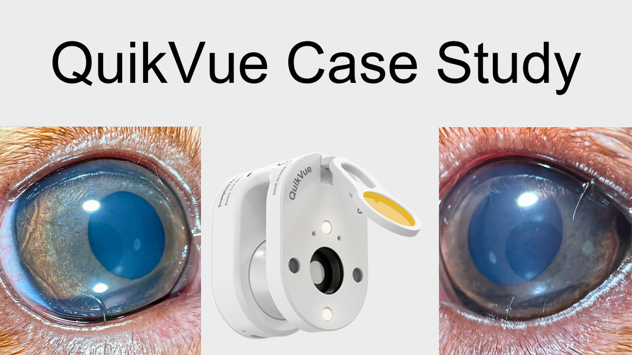 QuikVue Vet-Fallstudie – Distichiasis und Kryoepilation