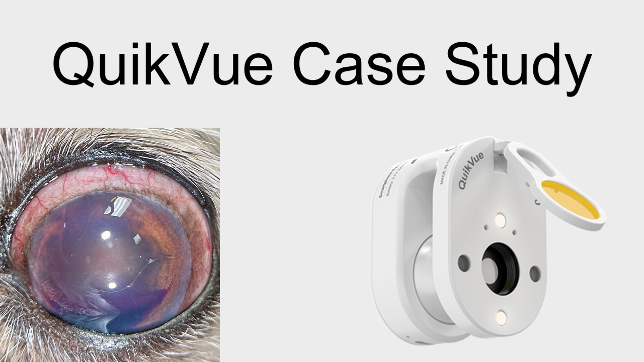 Étude de cas QuikVue Vet : Glaucome et hypertension chez un chien