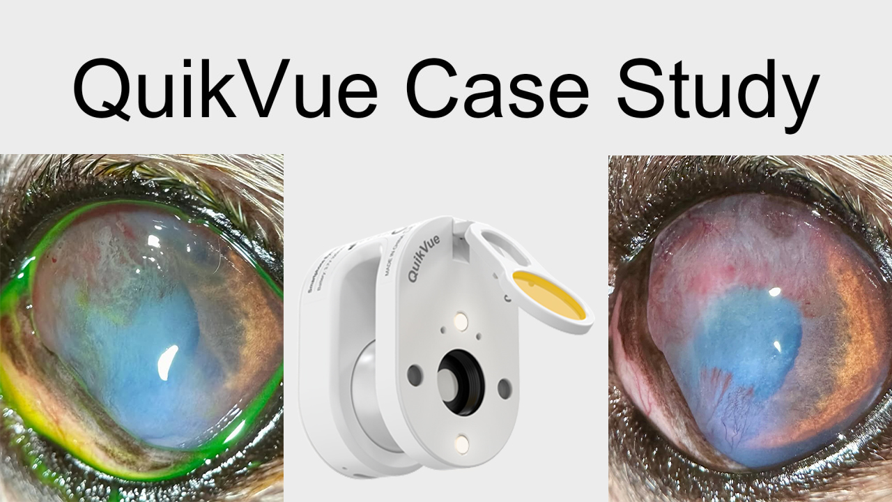 Étude de cas QuikVue Vet : Guérison d'un ulcère cornéen traumatique