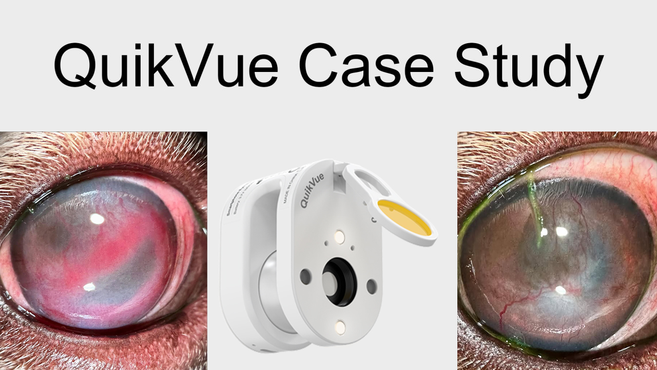 QuikVue Vet-Fallstudie – immunvermittelte Keratitis