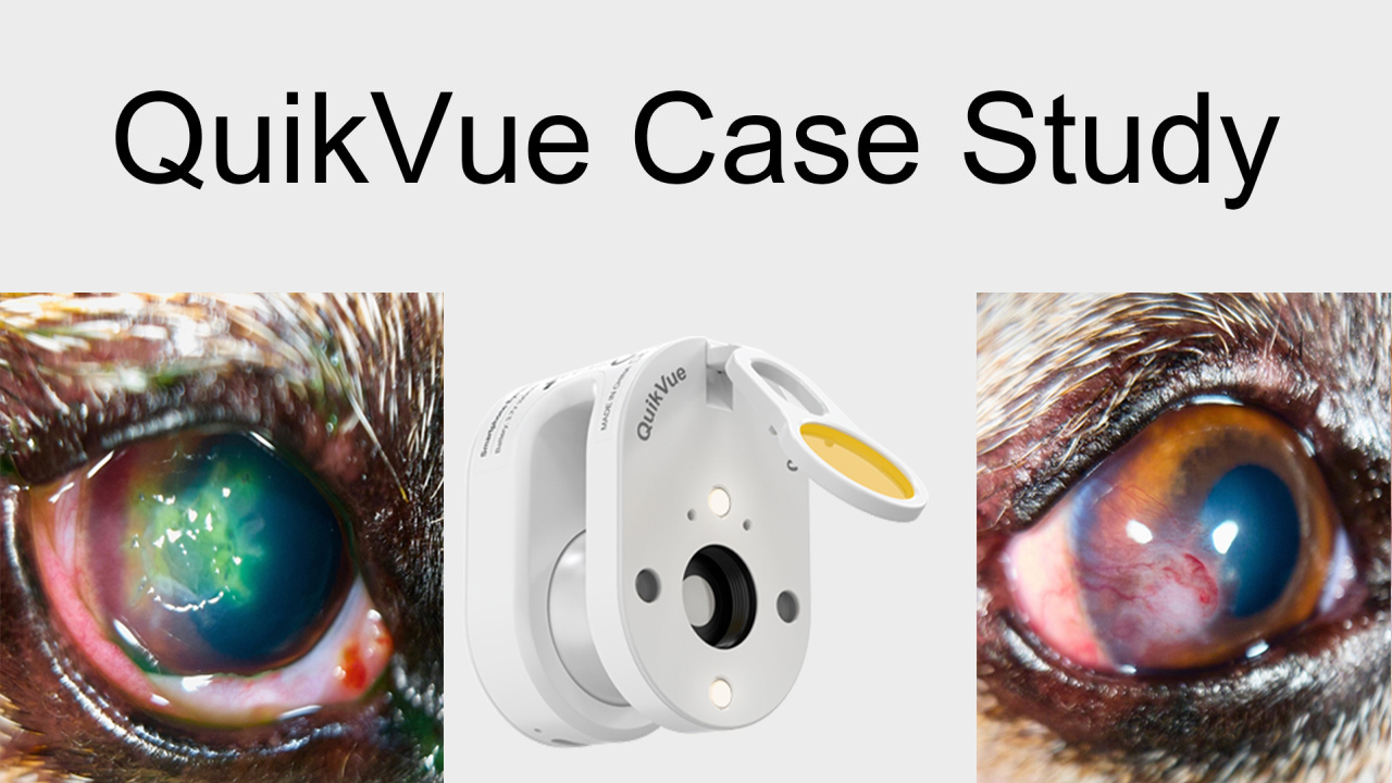 QuikVue Vet Case: Hornhautgeschwür der Güteklasse 3/4 bei einem Jack Russell