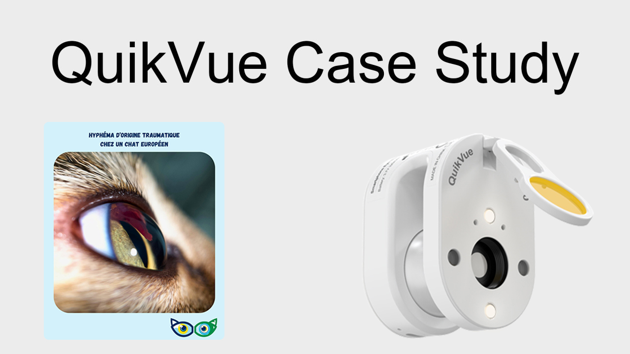 QuikVue Vet Case Share – Traumatisches Hyphäma bei einer europäischen Katze.