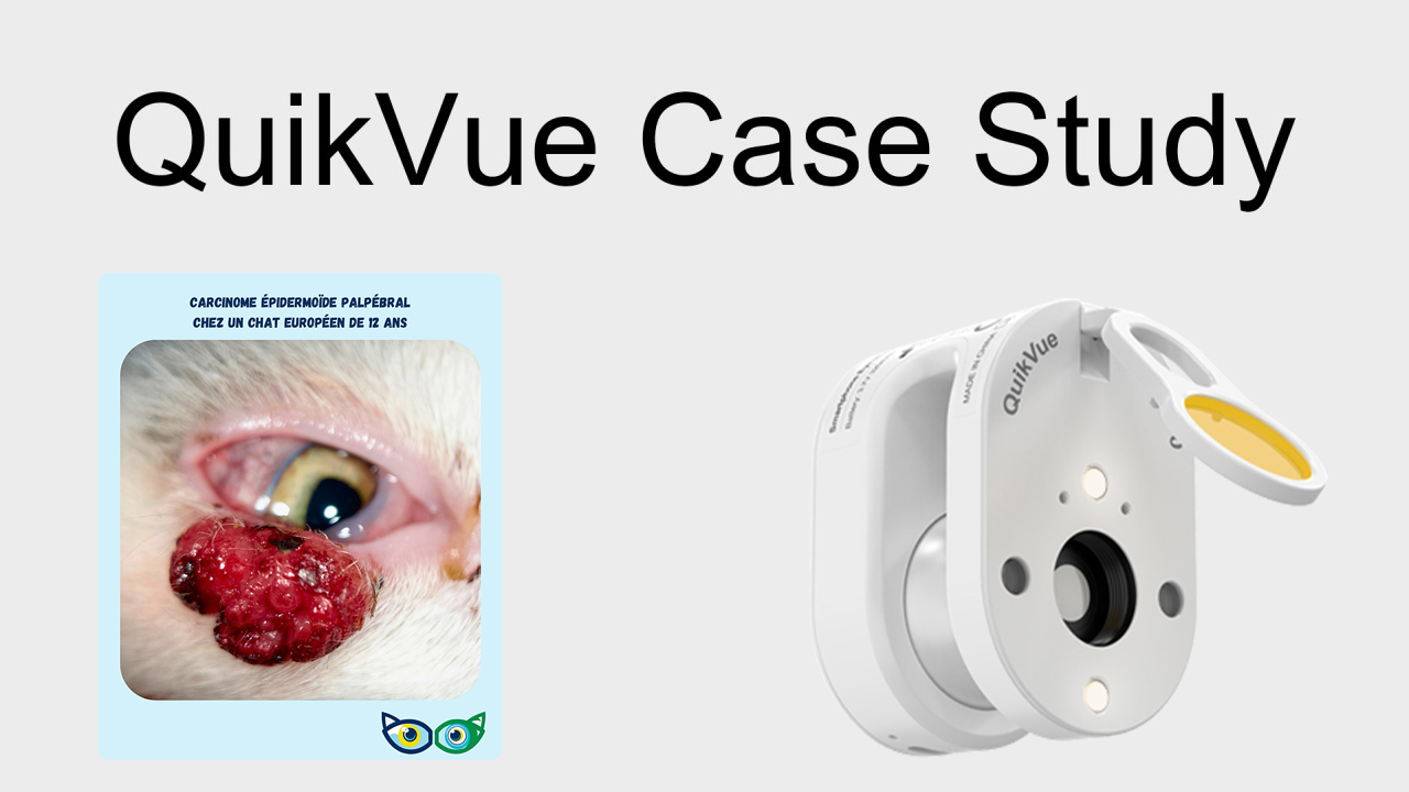QuikVue Vet Case Share – Augenlid-Epidermoidkarzinom bei einer europäischen Katze.