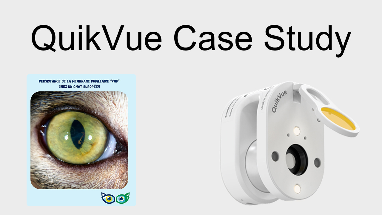QuikVue Vet Case Share-PPM bei einer europäischen Katze.