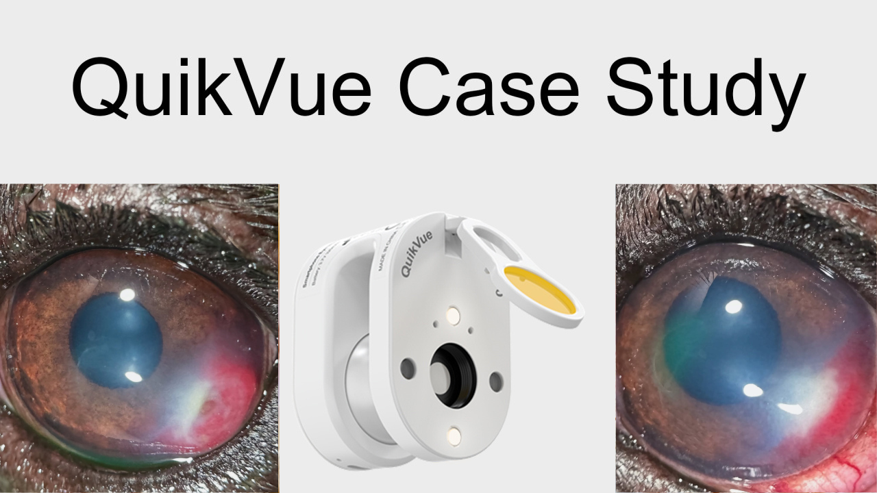 QuikVue Vet Case - قرحة القرنية الخاملة