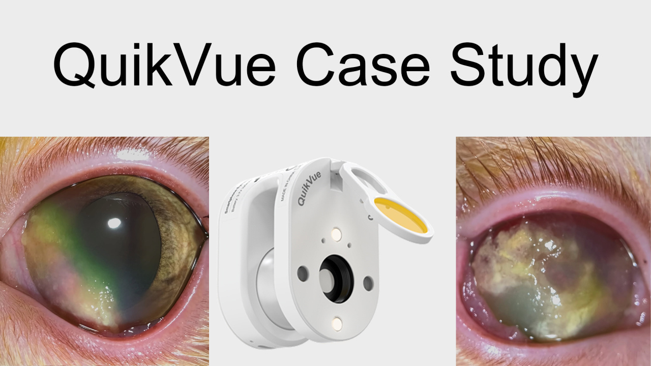 QuikVue Vet Case Share – Hornhautgeschwüre
