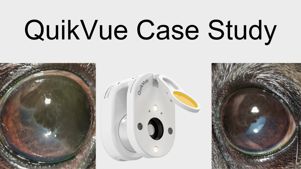 QuikVue Vet Case Share – schwere Pigmentkeratitis