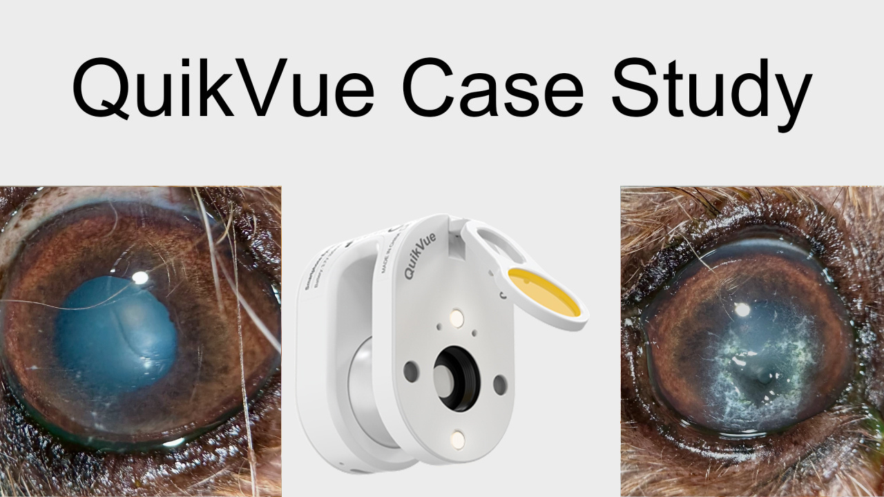 حالة QuikVue البيطرية تنكس الكلس في القرنية