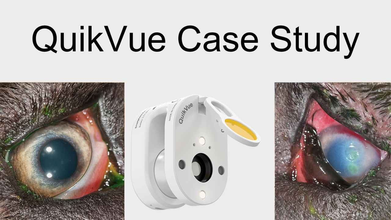 QuikVue Vet Case Share- تقرحات القرنية في العين اليسرى