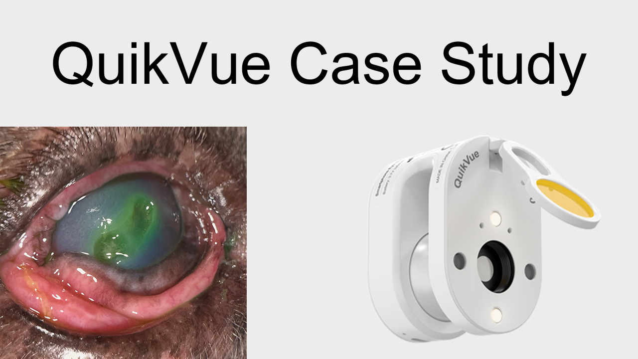 QuikVue Vet Case Share - قرحة القرنية العميقة المصابة في كلب البلدغ