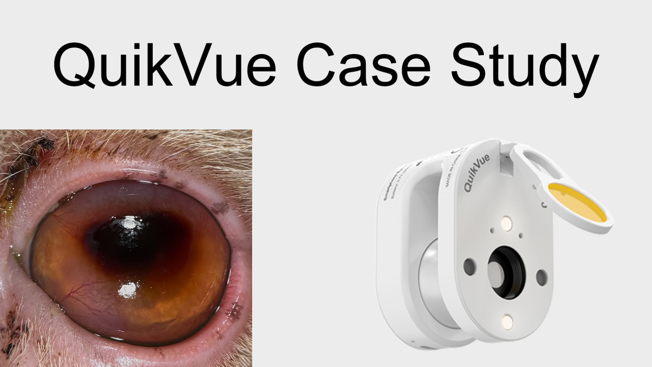 QuikVue Vet Case Share - عزل القرنية في قطة