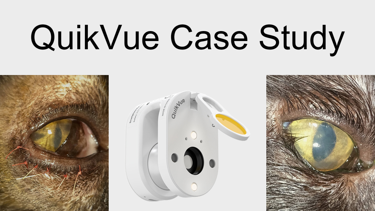 QuikVue Vet Case Share - الشتر الداخلي بعد العملية الجراحية في قطة