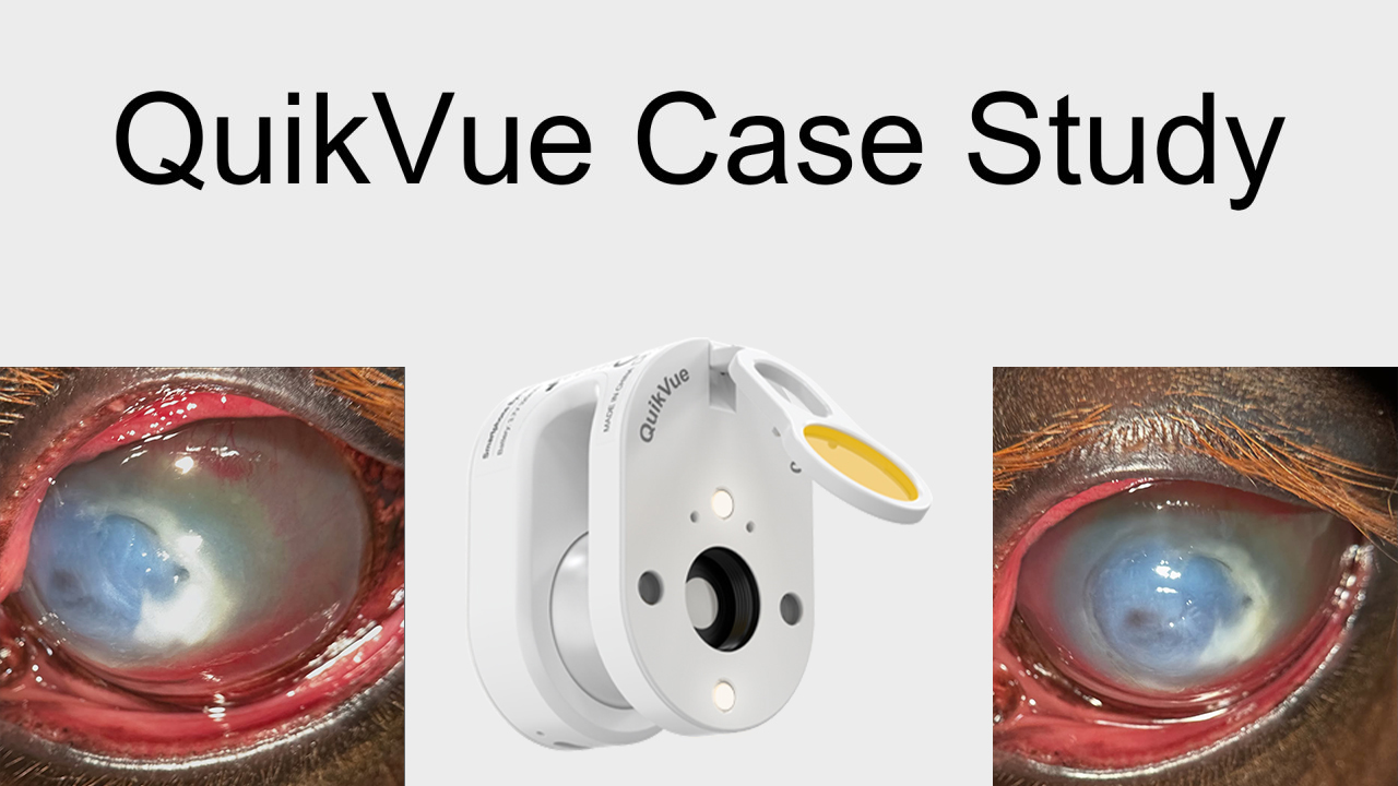 QuikVue Vet Case Share - خراج في القرنية